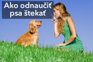 Ako odnaučiť psa štekať