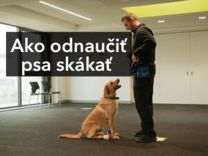 Hur man lär en hund att hoppa - 7 tips för att komma igång