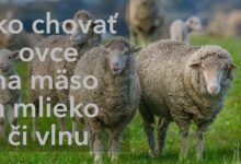 Ako chovať ovce