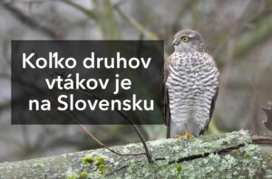 Koľko druhov vtákov je na Slovensku