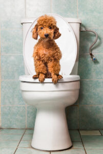 Använd verbala kommandon - Hur man lär en hund att gå på toaletten