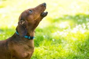Belöna tystnad - Hur man avvänjer en hund från att skälla