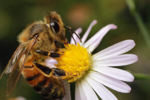 Betydelsen av vilda bin för vårt ekosystem