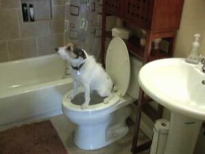 Belöna din hund - Hur man lär en hund att gå på toaletten