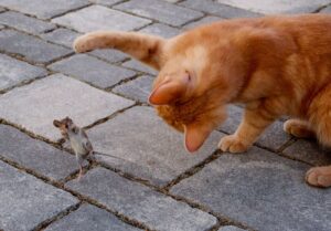 Kdy začínají koťata chytat myši