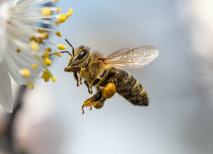 Relationen mellan vilda bin och naturen
