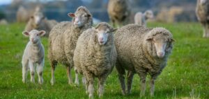 Starostlivosť o zdravie oviec - Ako chovať ovce