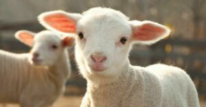 Finančné náklady na chov oviec