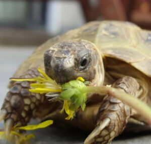 Kŕmte korytnačku správne - Ako chovať koritnačku