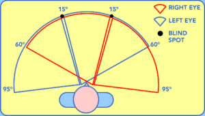 Jaký je rozsah zorného pole oka v horizontální rovině?