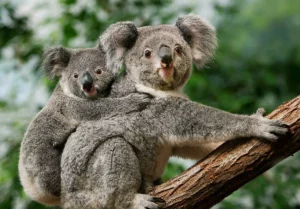 Skydd av koalor