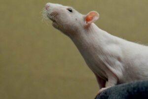 Výskum imunitného systému - Potkan bez srsti