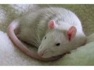 Kontrola populácie potkanov bielych