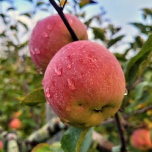 Hälsofördelar med Fuji-äpplen