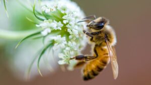 Zaujímavosti o včelách