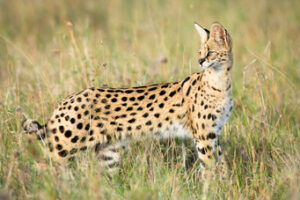 Servallodjur (Leptailurus serval) Var lodjuret lever