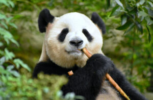 Hot mot pandan och bevarandeåtgärder