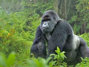 Vplyv ľudskej činnosti - Kde žijú gorily
