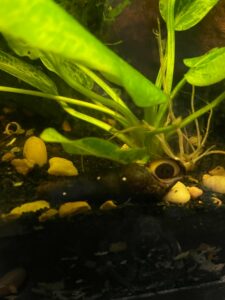 Ako identifikovať vajíčka slimákov v akváriu