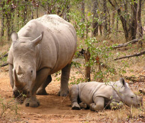 Afrika: domov afrických nosorožcov