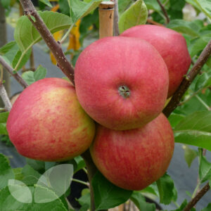 Jablka Pinova