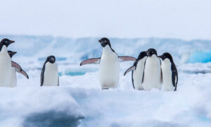 Pingvinmat - där pingvinerna bor