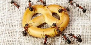 Myror är mycket snabba - Intressanta fakta om myror