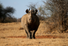 Kde žije nosorožec