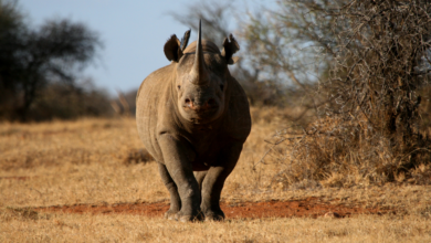 Kde žije nosorožec