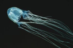 Medúza boxová (Cubozoa)