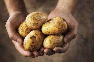 Výhody pestovania zemiakov Sunita