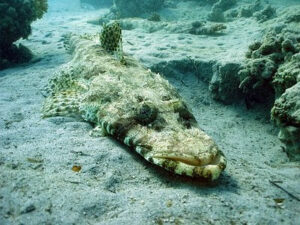 Krokodílie ryby (Crocodylidae) - Morské ryby