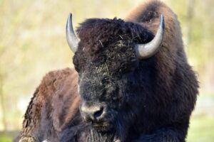 Grand Teton nationalpark - där bisonoxarna lever