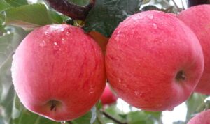Charakterystyka jabłek Fuji