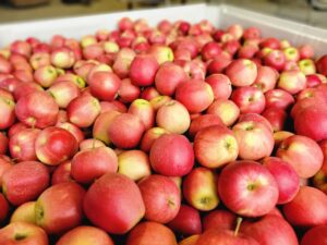 Hur man tar hand om äpplen från Ontario