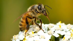 Včely sa môžu zorientovať pomocou polarizačného svetla