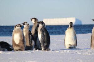 Antarktis: pingvinernas hem