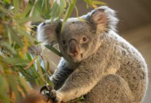 Kde žije koala