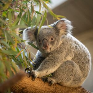 Kde žije koala