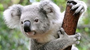 Koaly v meste - Kde žije koala