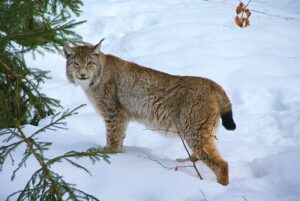 Rys európsky (Lynx lynx)