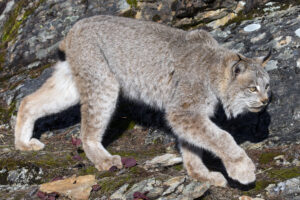 Lodjur i Kanada (Lynx canadensis)