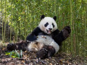 Vilda pandor: Livet i nationalparkerna