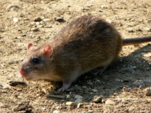 Brązowy szczur