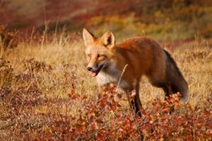 Líšky v púštnych oblastiach - Kde žije líška