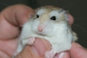 Hamster av Roborovsky