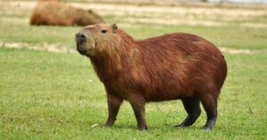 Fysisk beskrivning av capybar