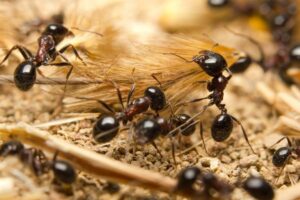 Myror har ett mycket sofistikerat sätt att kommunicera