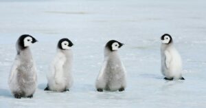 Ohrozenie tučniakov