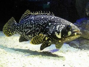Kapor obrovský (Epinephelus lanceolatus) - Morské ryby